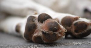 Pata de cachorro
