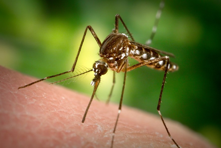 Mosquito Aedes aegypti sobre a pele de uma pessoa