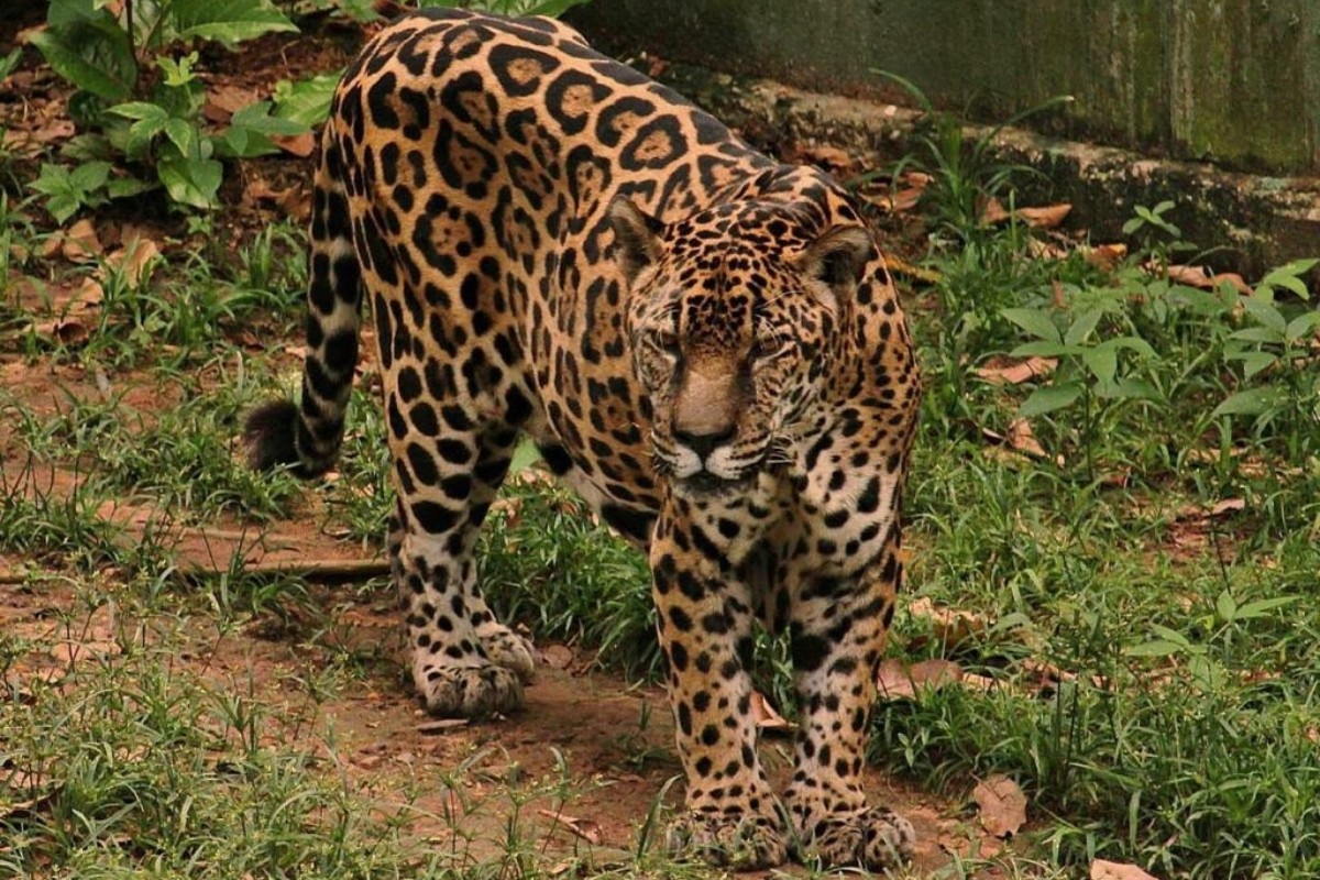 Onça-pintada Guardião no zoológico do CIGS, em Manaus