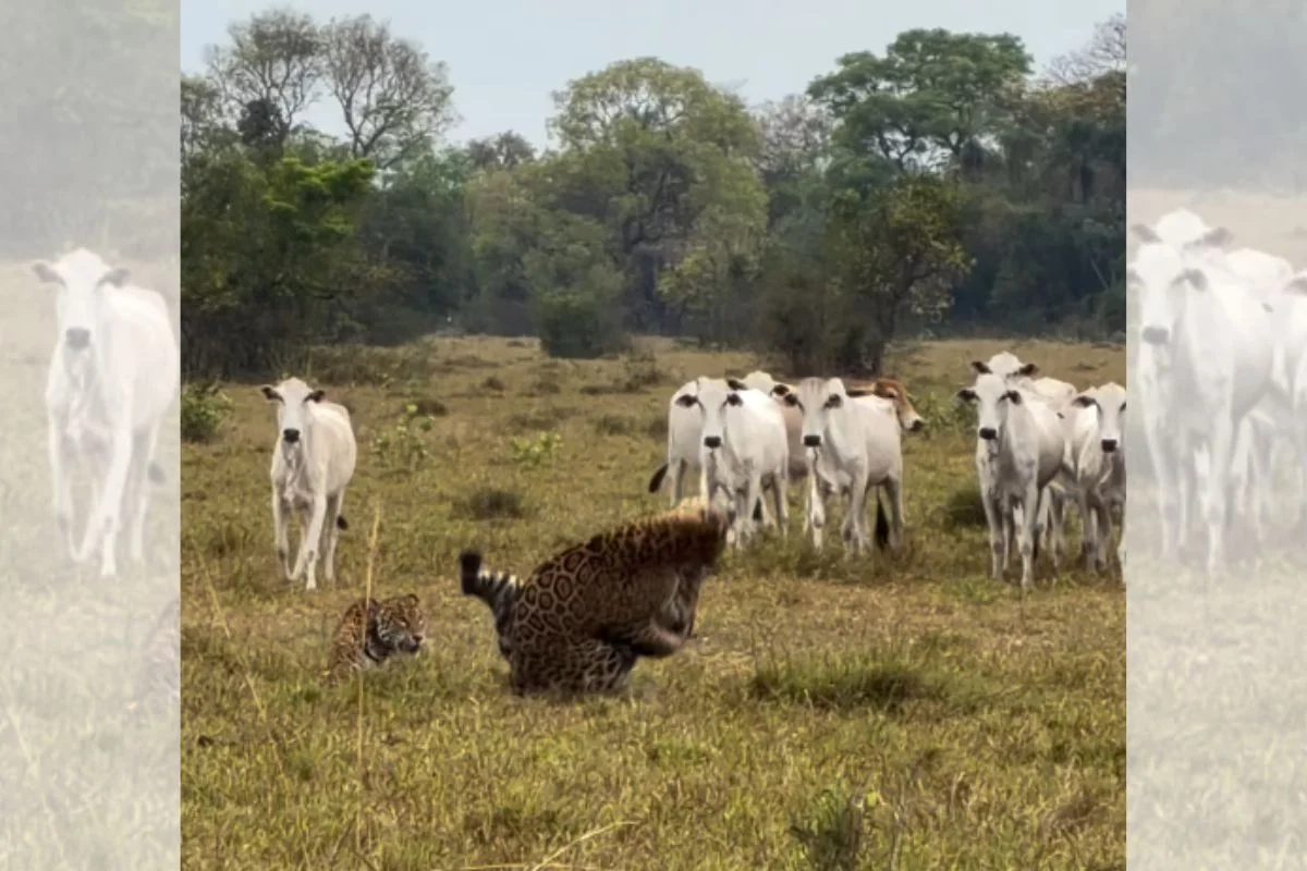 Duas onças-pintadas em pasto próximo a rebanho no Pantanal