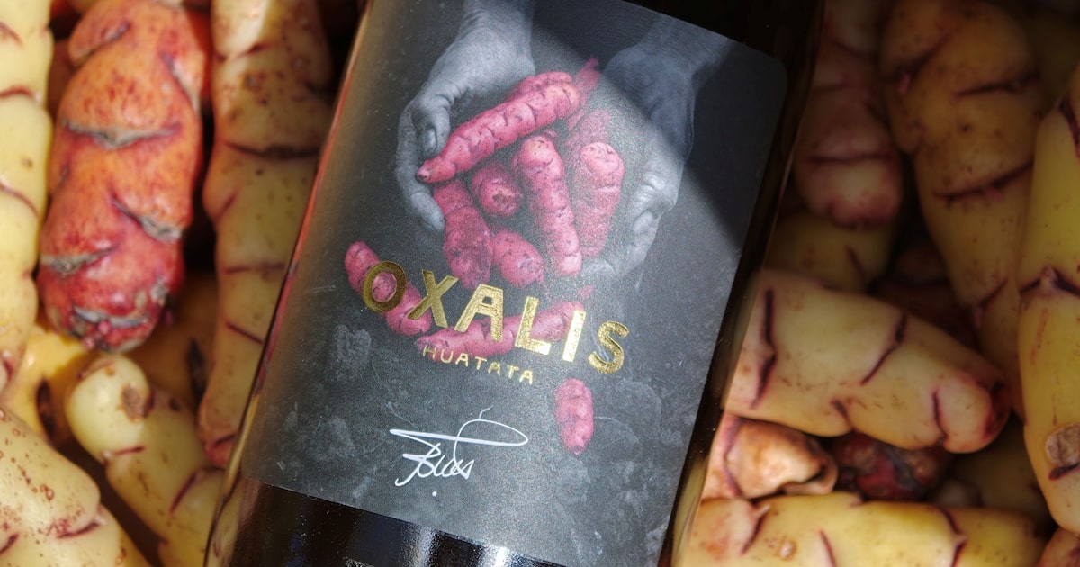 Garrafas de Oxalis, bebida fermentada produzida com oca no Peru