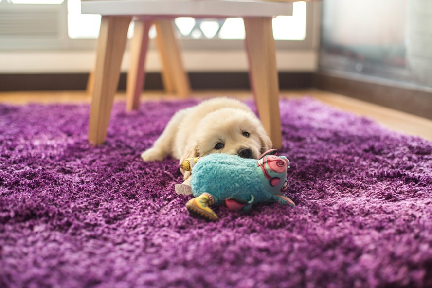 Cachorro com bicho de pelúcia