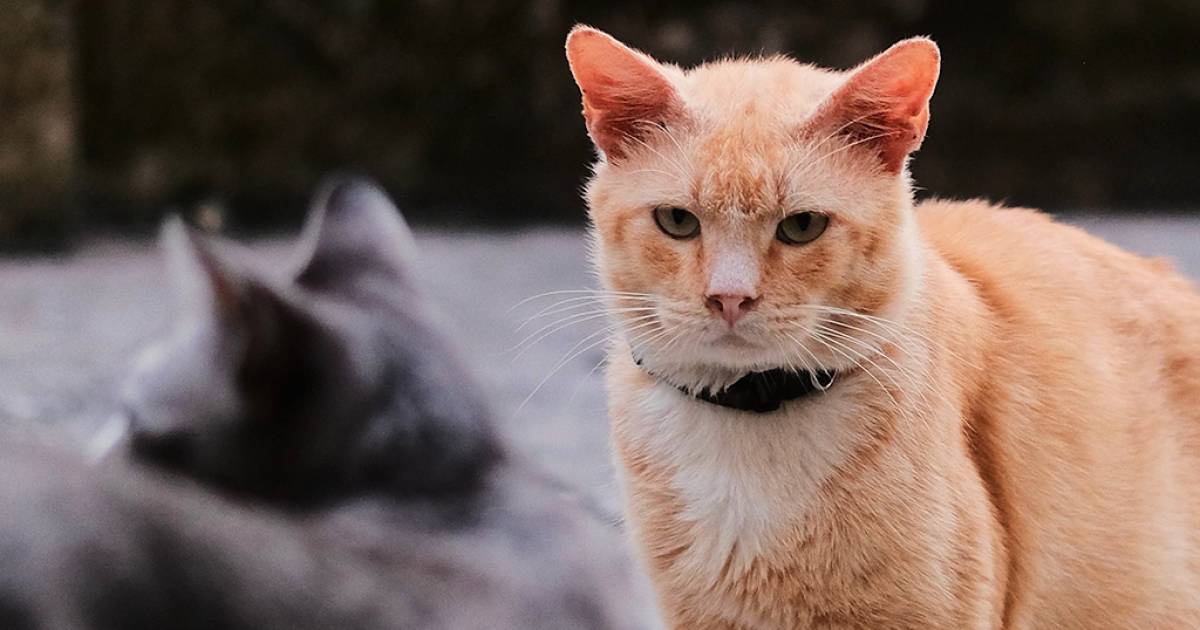 Gato doméstico