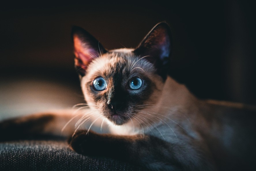 Gato siamês