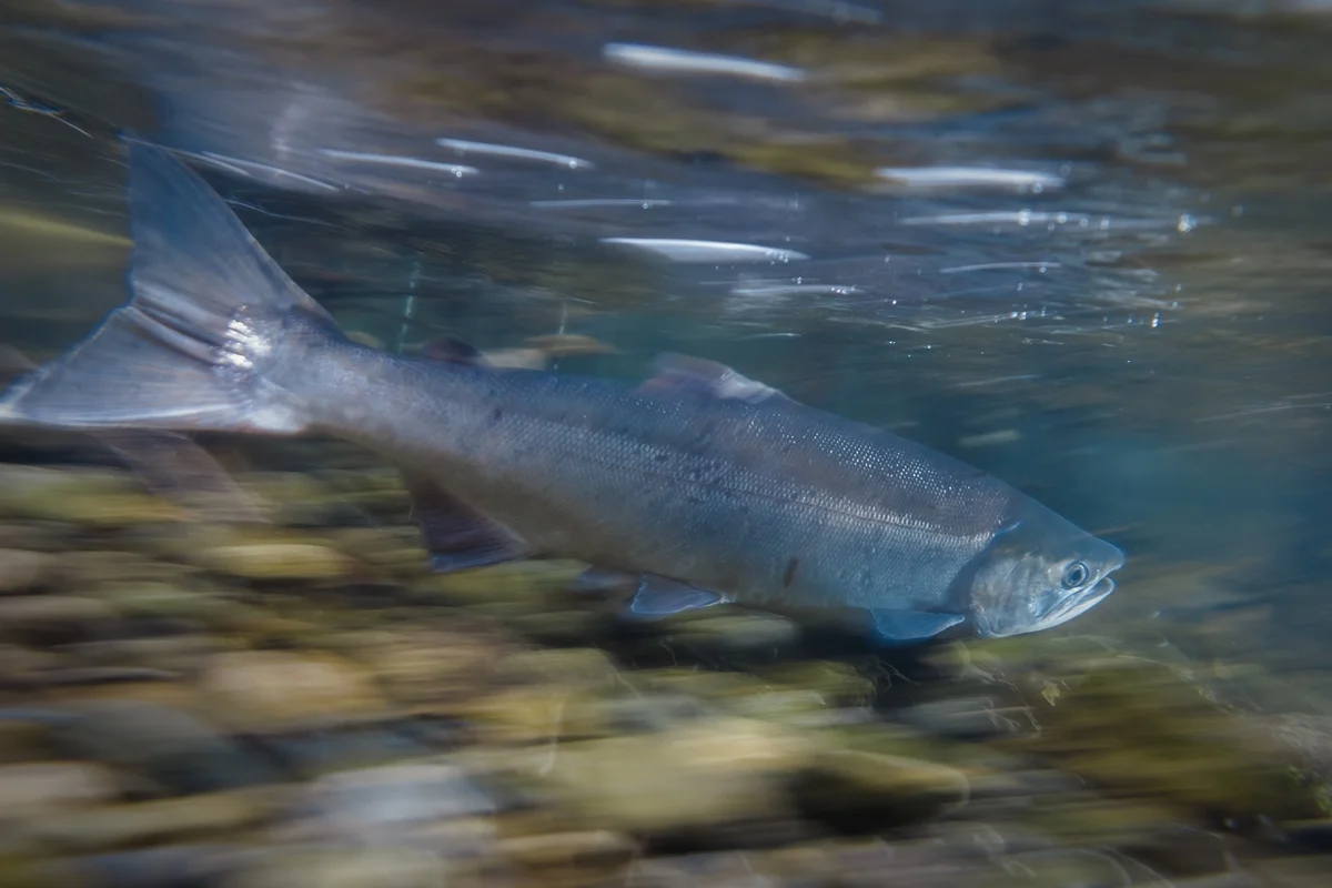 Salmão selvagem nadando em água turva