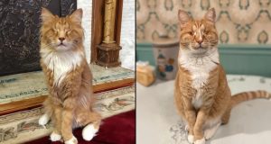 Dois gatos domésticos