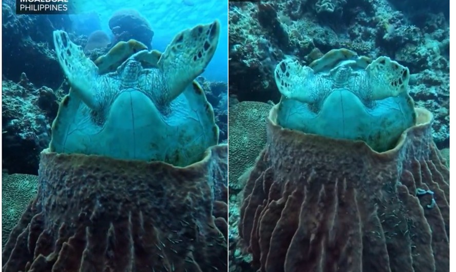 Tartaruga-marinha descansa de cabeça para baixo dentro de esponja gigante