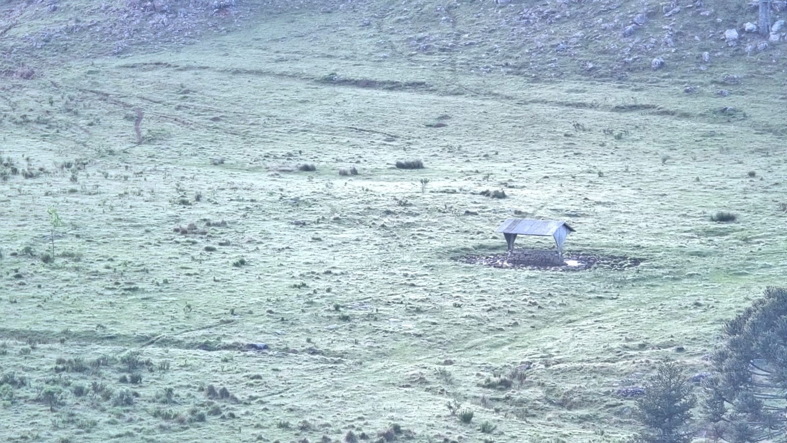 Geada cobre vegetação na Serra Catarinense durante manhã de frio