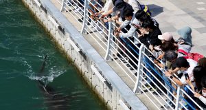 Pessoas observam o tubarão Bukangi em canal de Busan