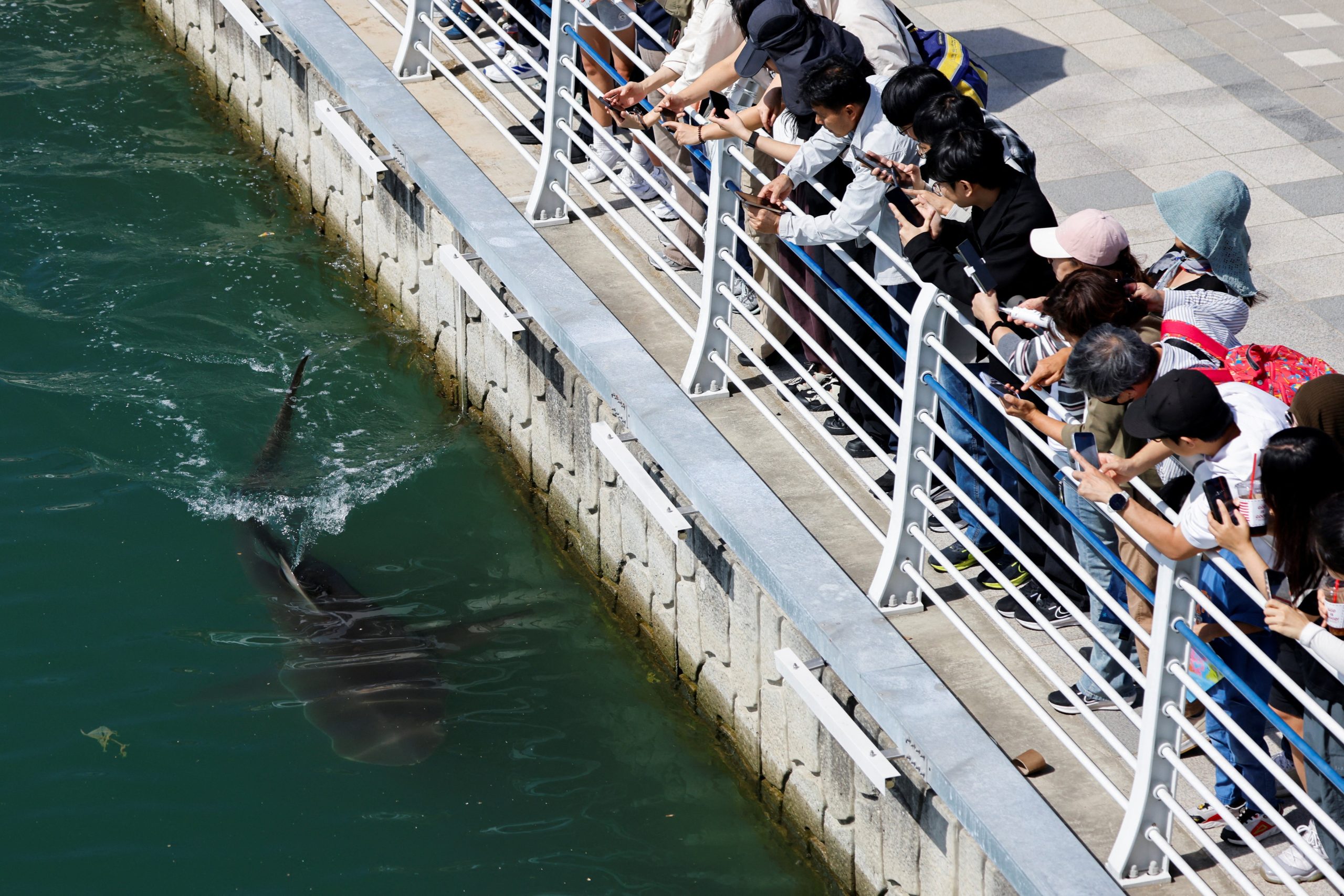 Pessoas observam o tubarão Bukangi em canal de Busan