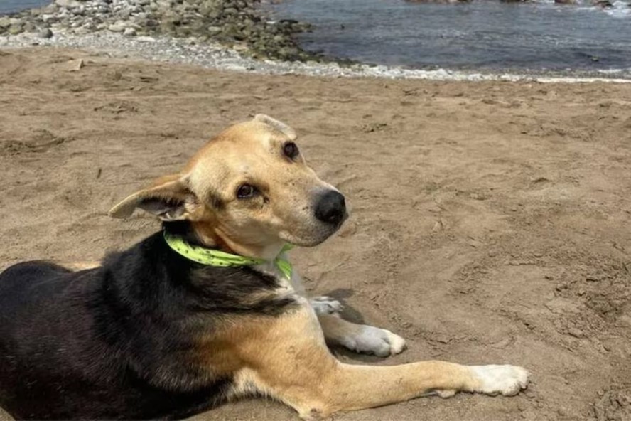 Vaguito sentado na areia diante do mar em Punta Negra