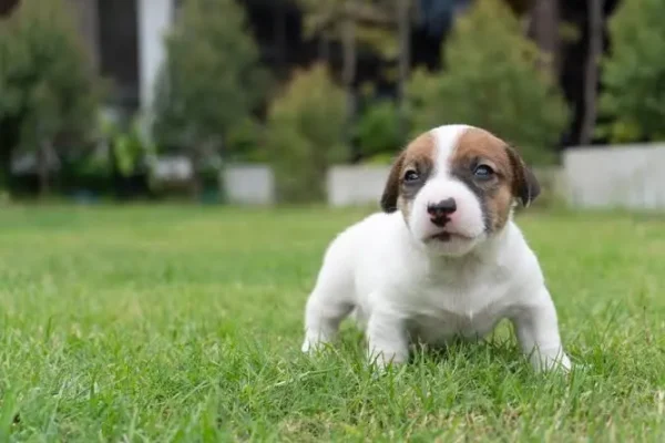 Funcionária pede dois meses de “licença-maternidade” para cuidar de filhote de cachorro